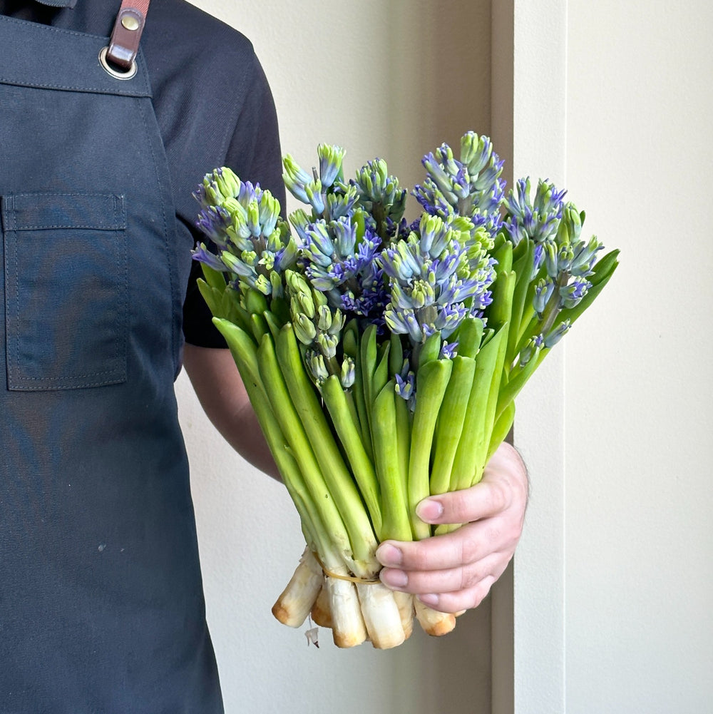 Hyacinthus - Sky Jacket Light Blue