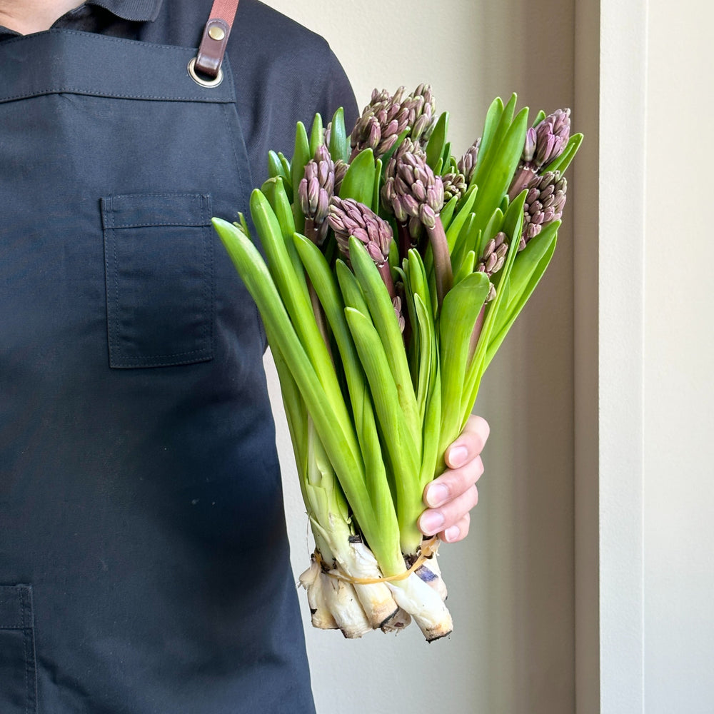 Hyacinthus - Paul Hermann Purple