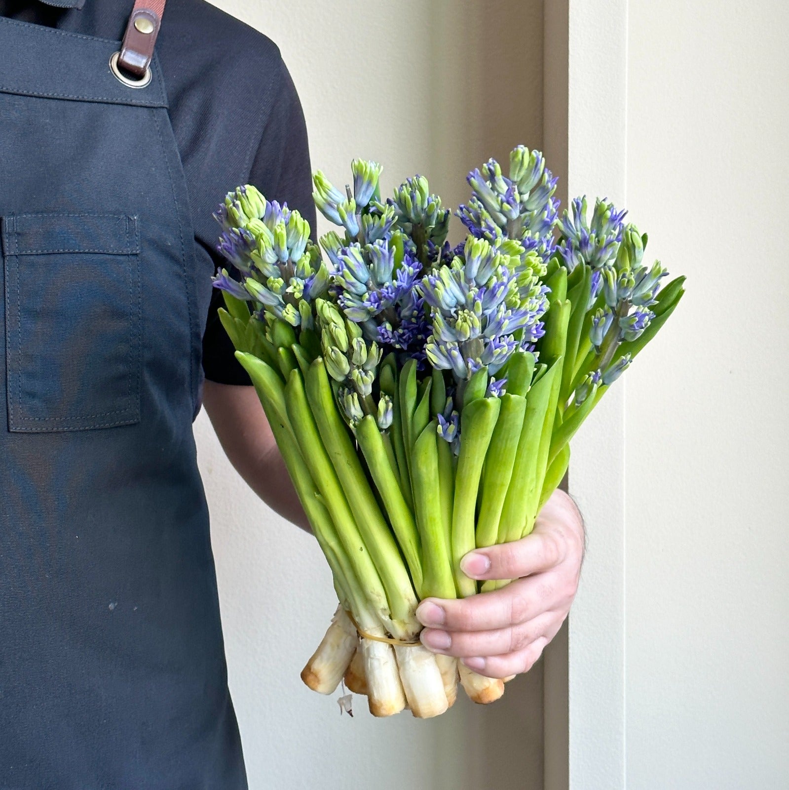 Hyacinthus - Sky Jacket Light Blue