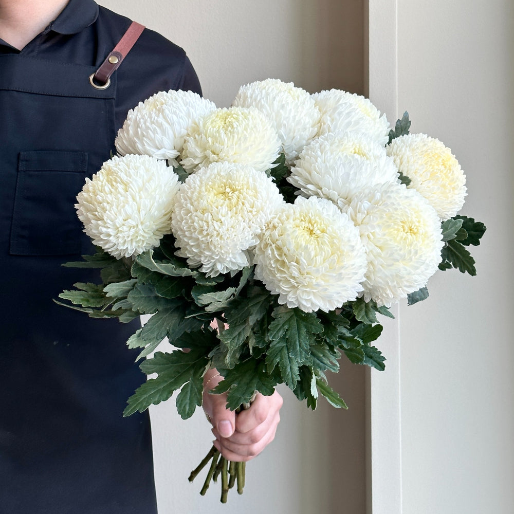 Chrysanthemum Peony - White