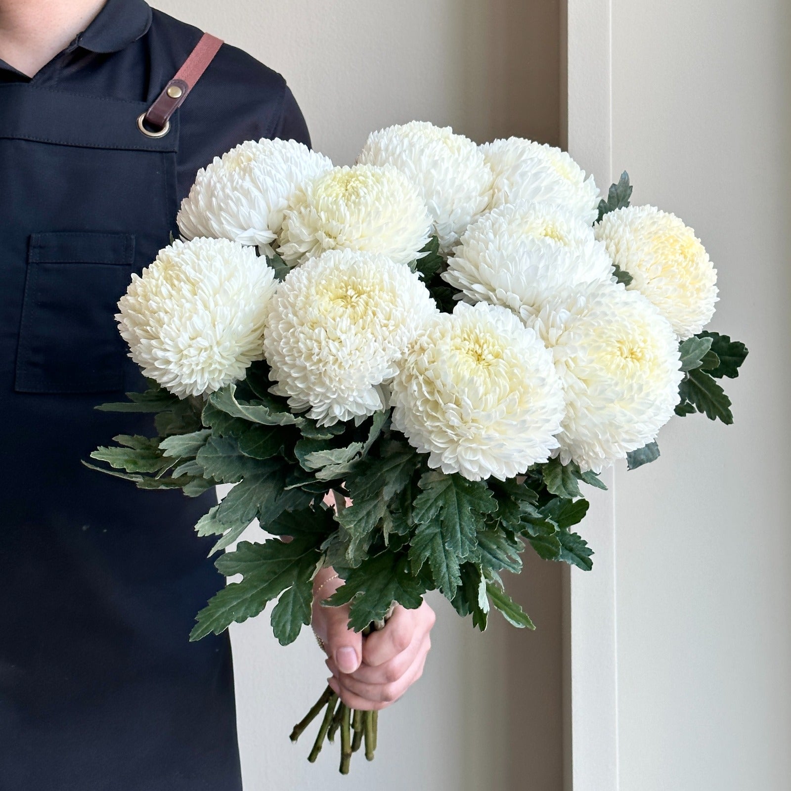 Chrysanthemum Peony - White