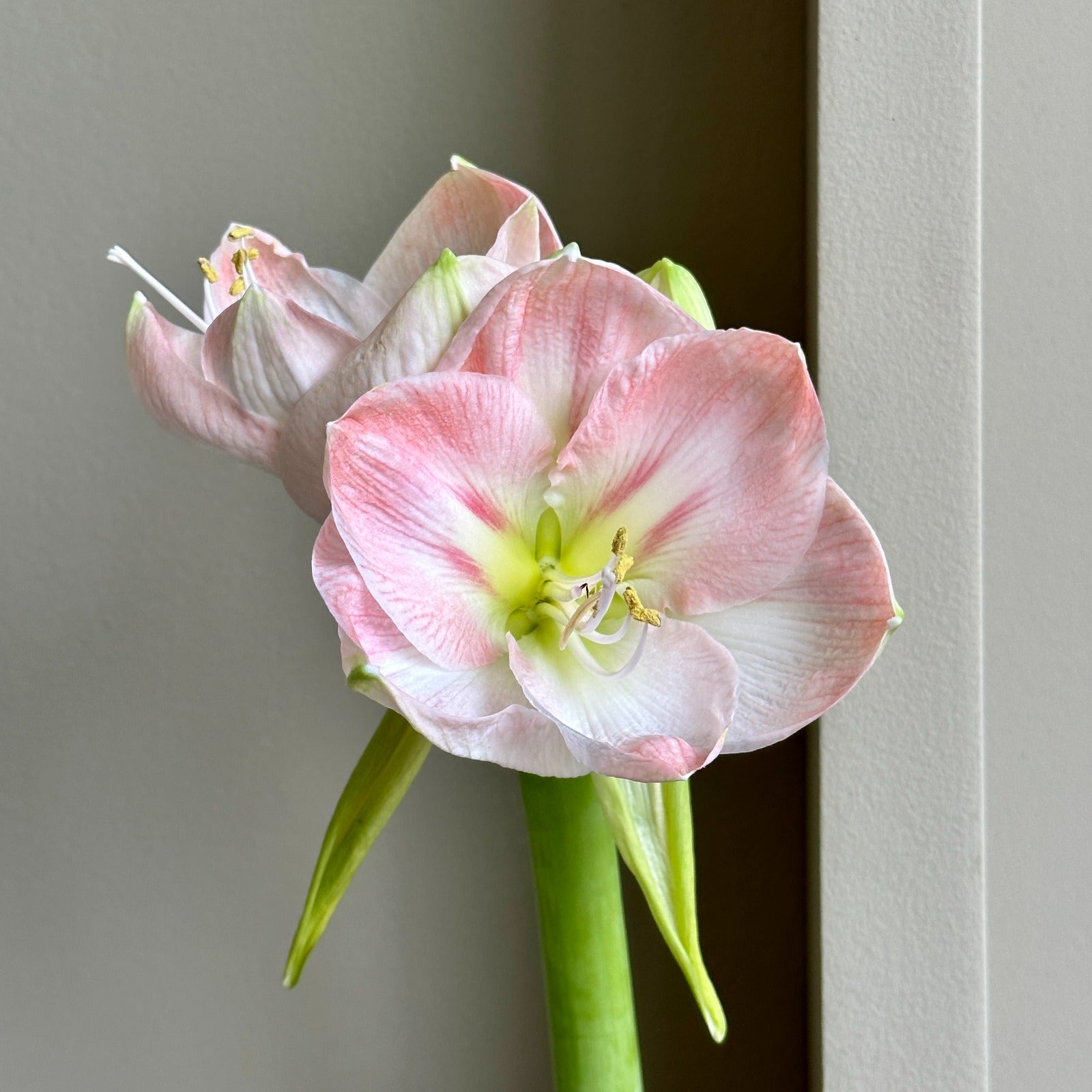Amaryllis - Darling (6 Stems)