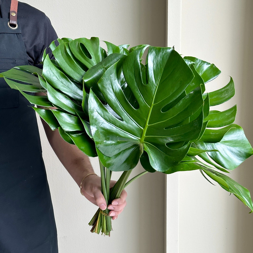 Monstera Leaves Small