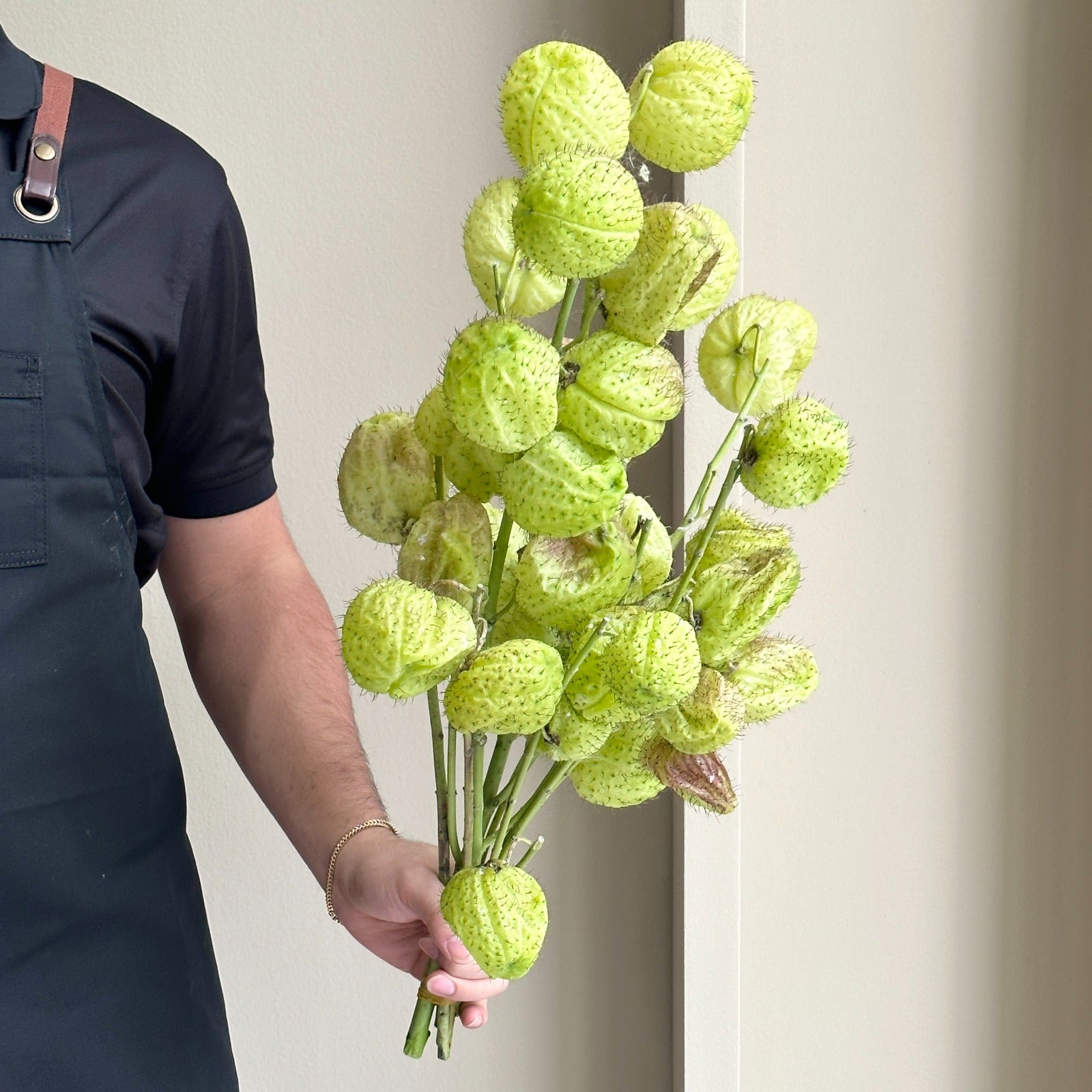 Asclepia Moby Dick Green Super