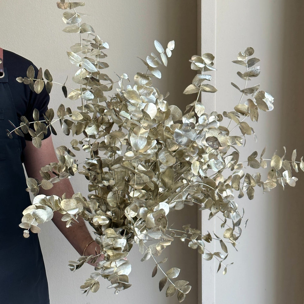 Eucalyptus Cinerea Painted Platina