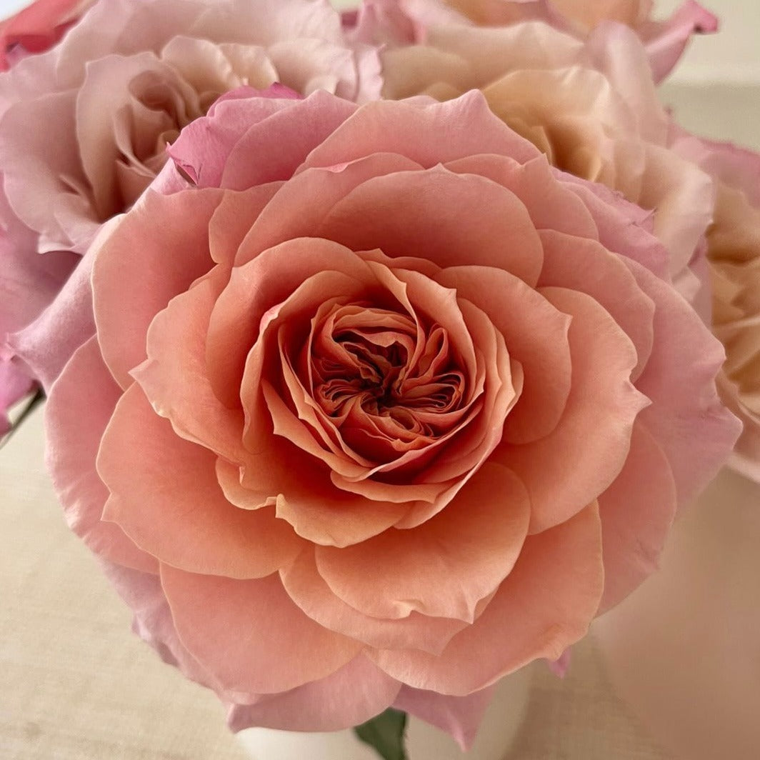 Roses - Miyabi Brown