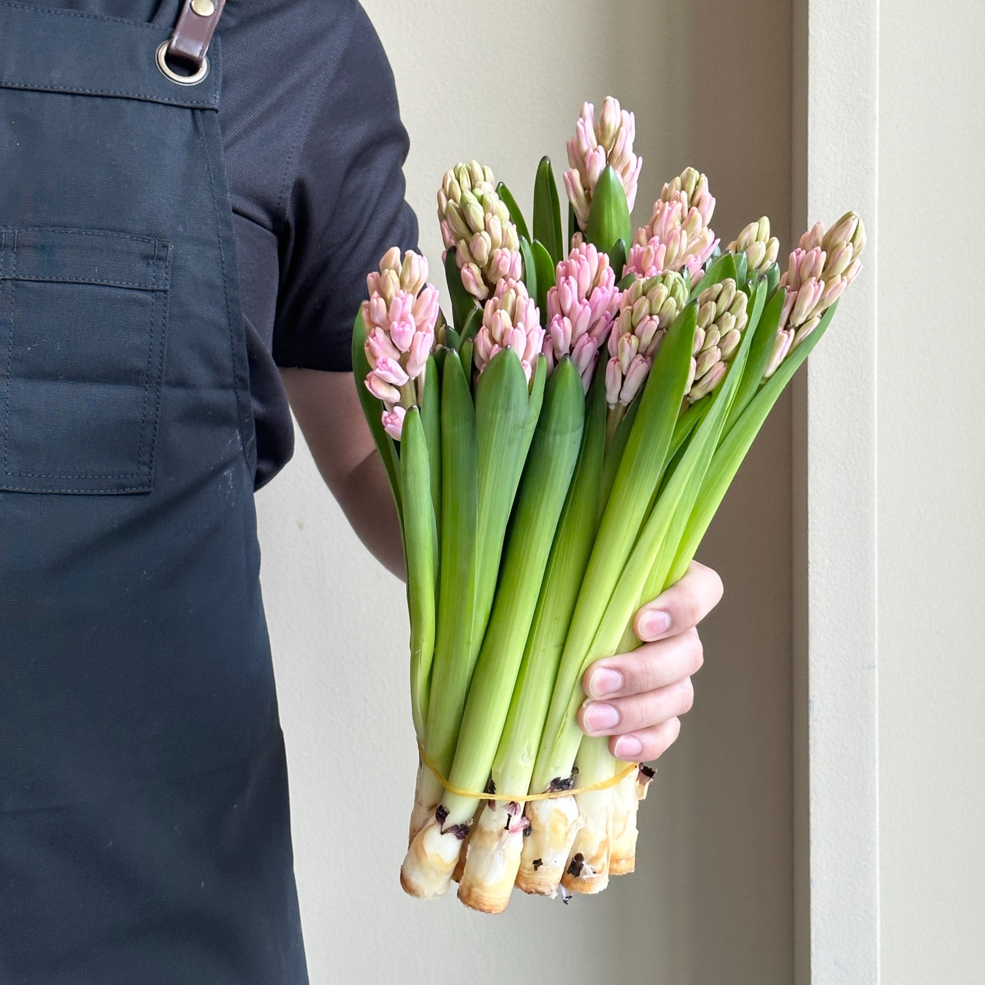 Hyacinthus - Anne Marie