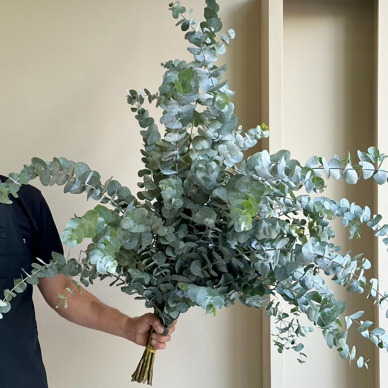 Eucalyptus Cinerea Branches Tall (90cm)