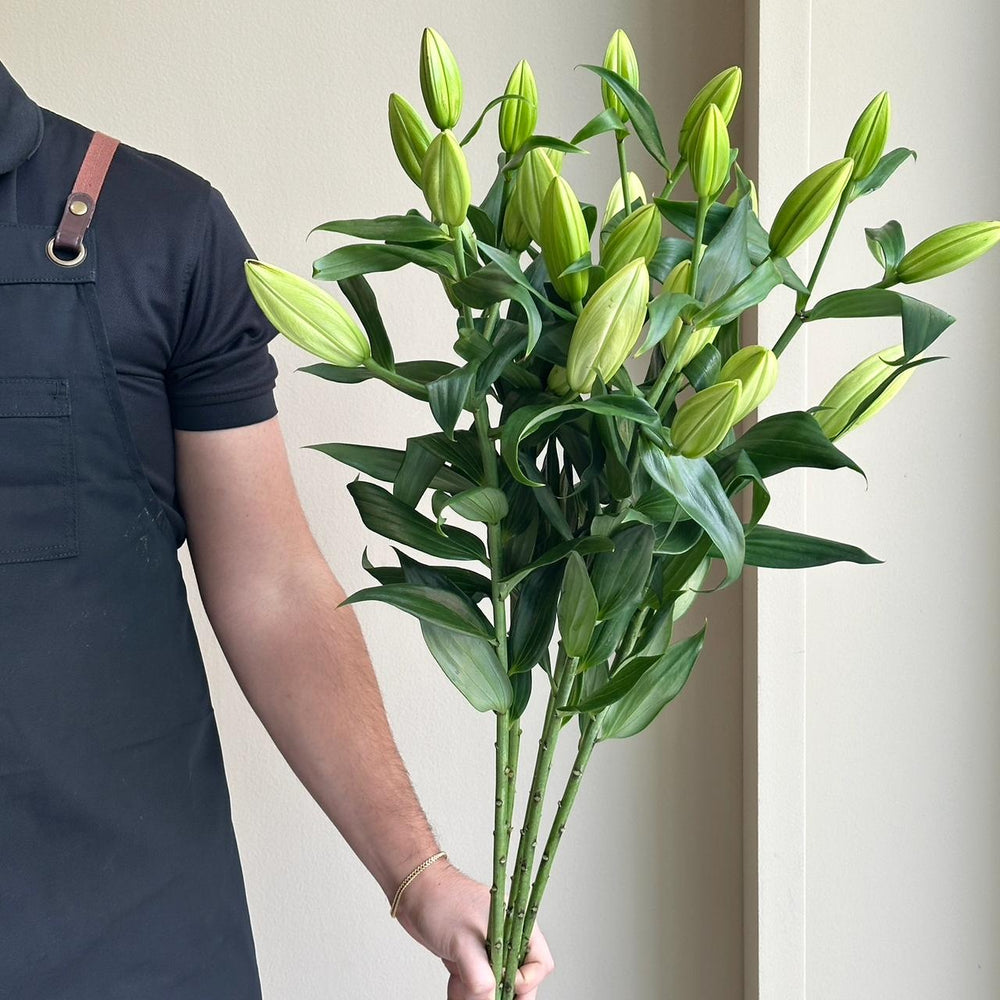 Lilies Orientpet - Petacas White