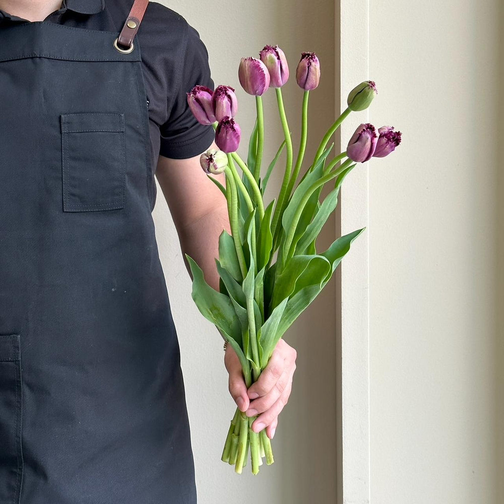 Tulips French - Gorilla Frilled Purple