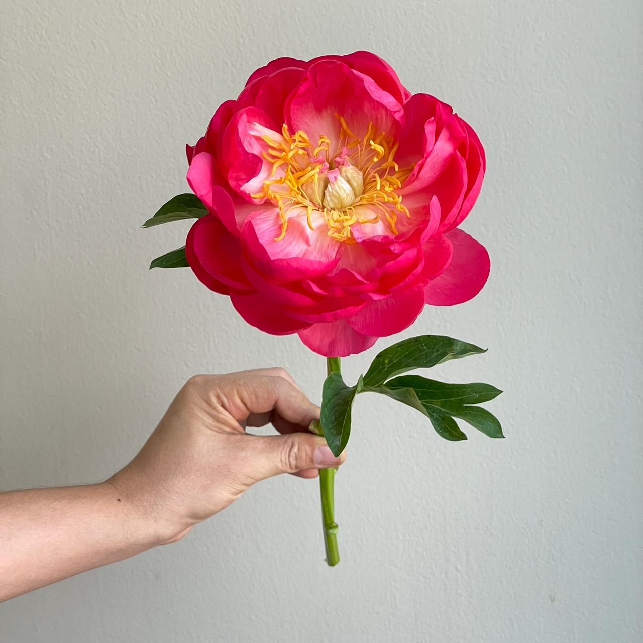 Peonies - Coral Sunset