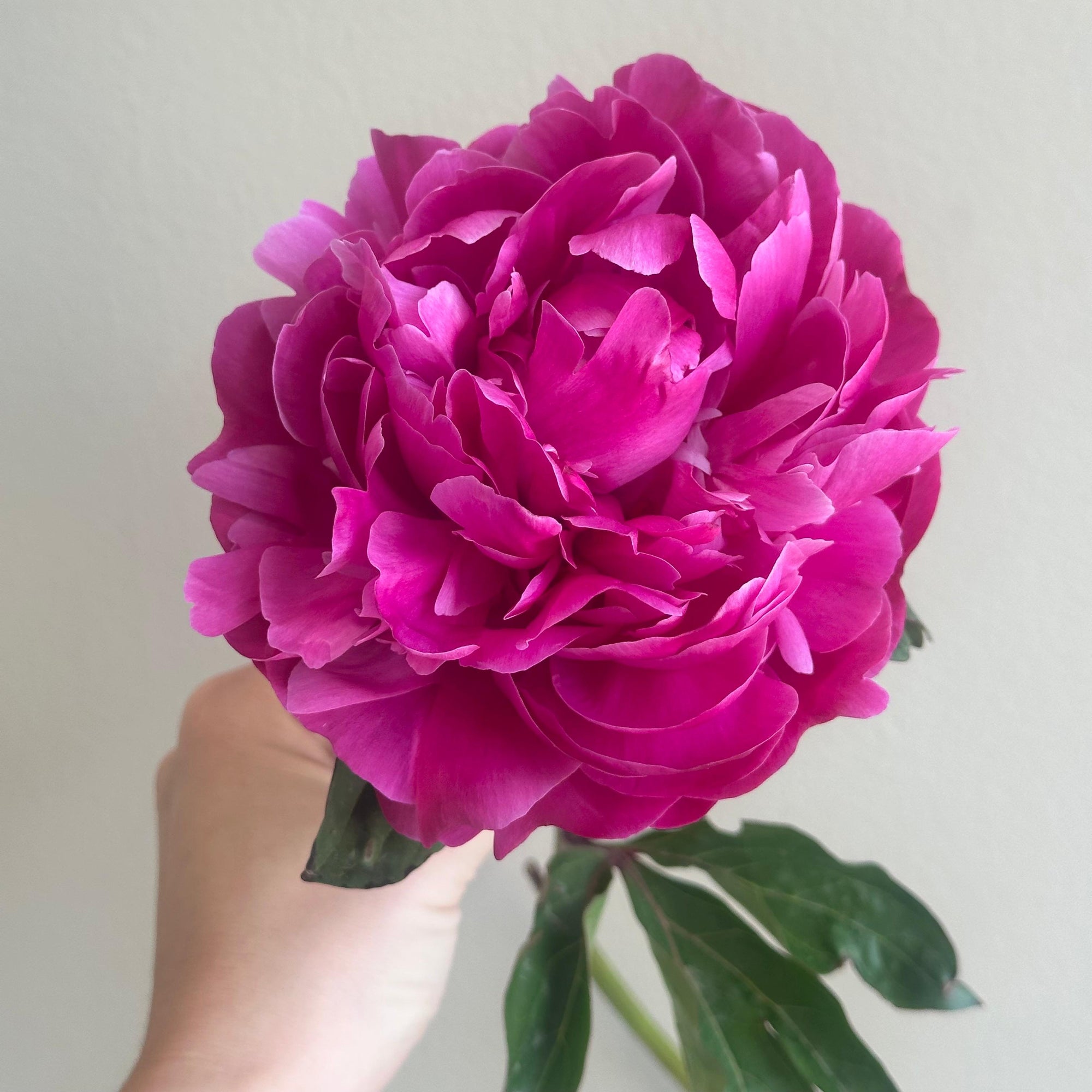 Peonies - Sarah Bernhardt Red