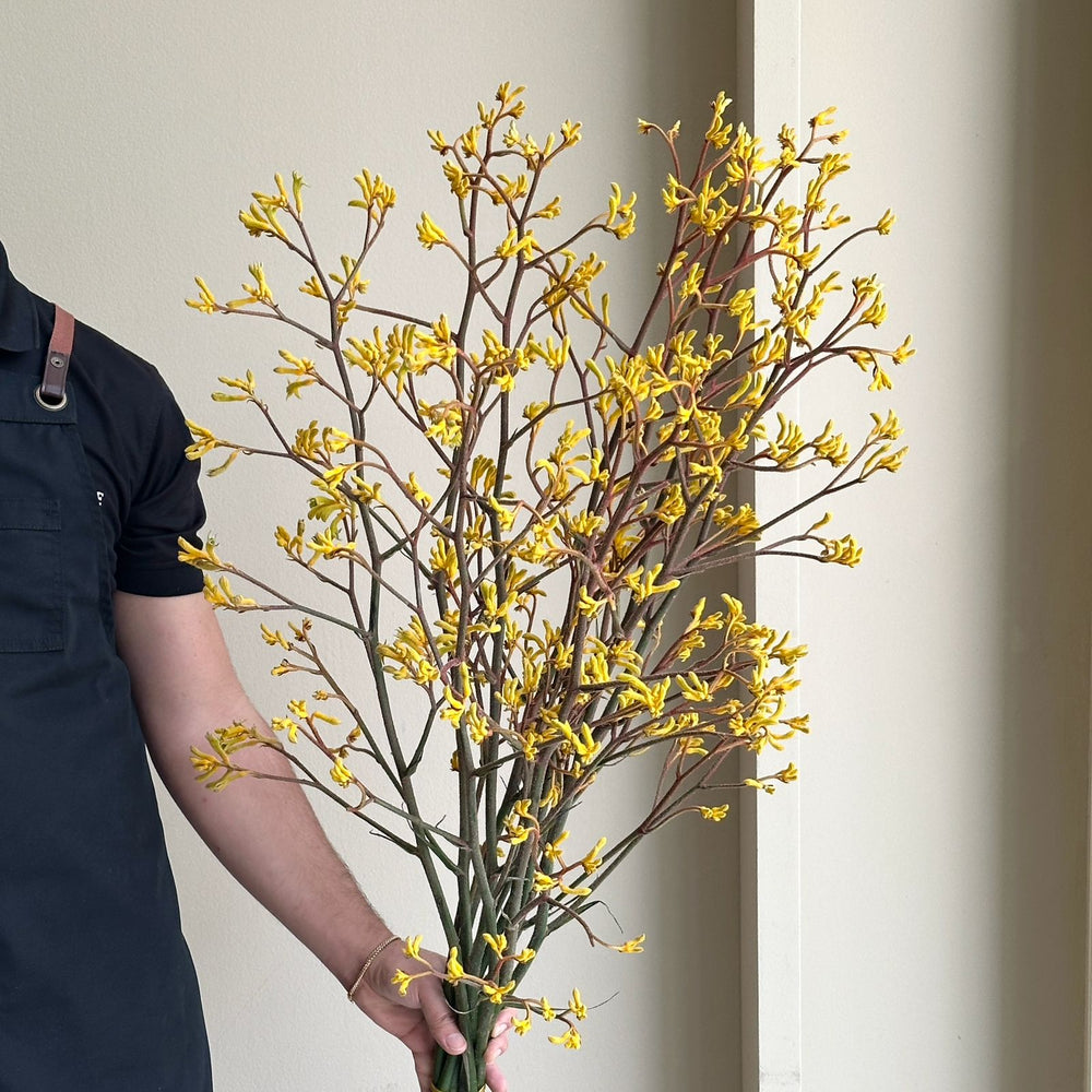Kangaroo Paws - Yellow Gem