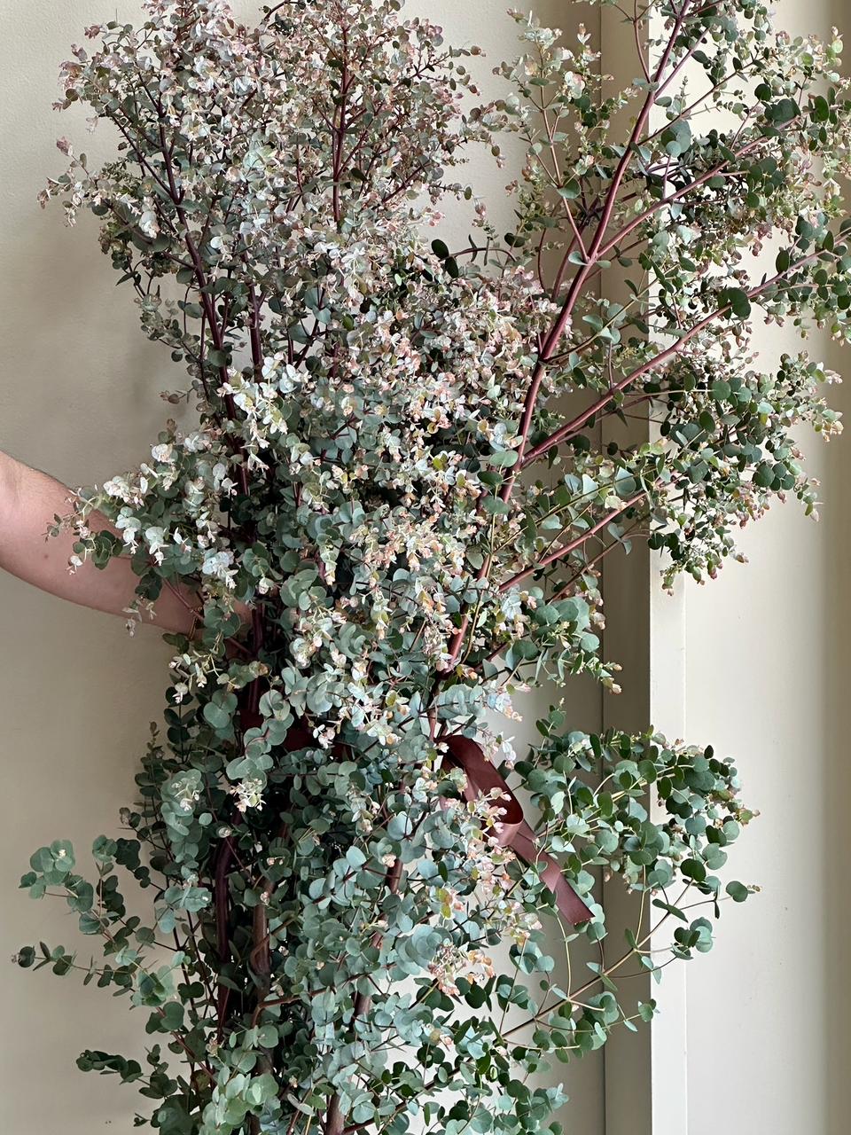 Eucalyptus Cinerea Azura Spray Extra Extra Large