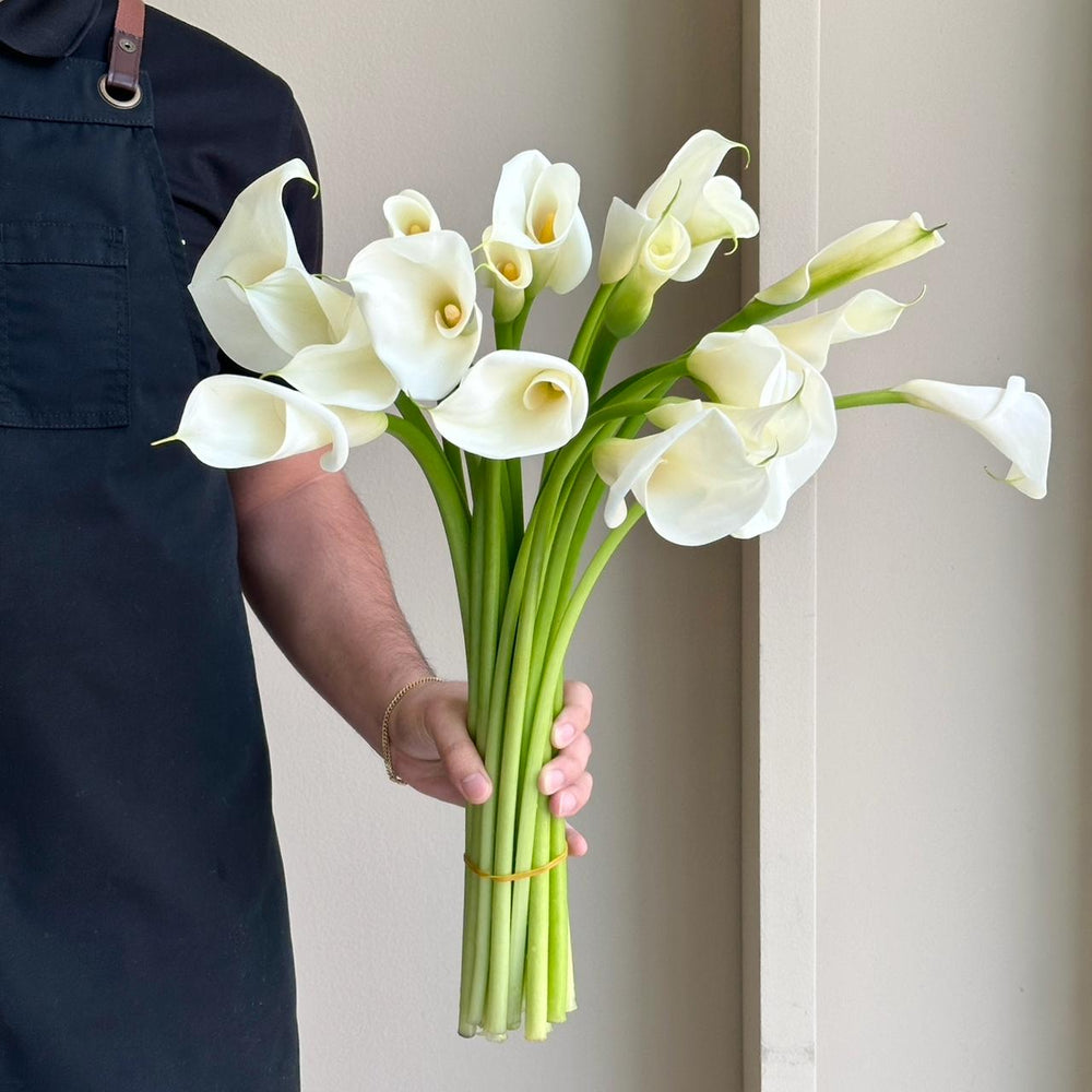 Calla Lilies - Ae White Dream