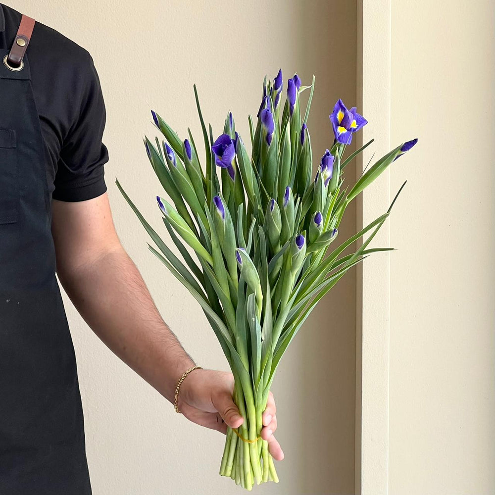 Iris Blue Magic