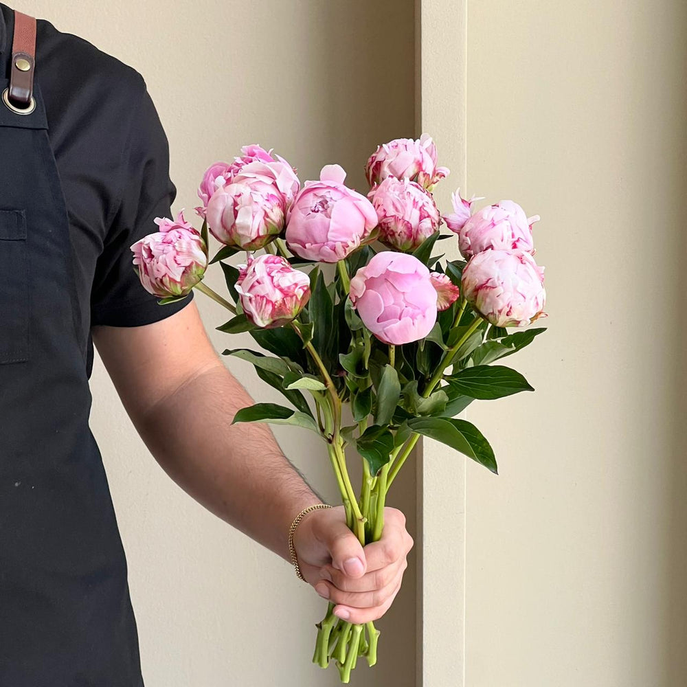 Peonies - Sarah Bernhardt Pink