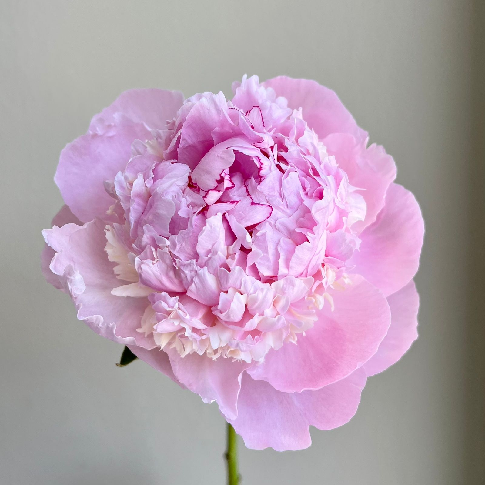 Peonies - Angel Cheeks Blush Pink