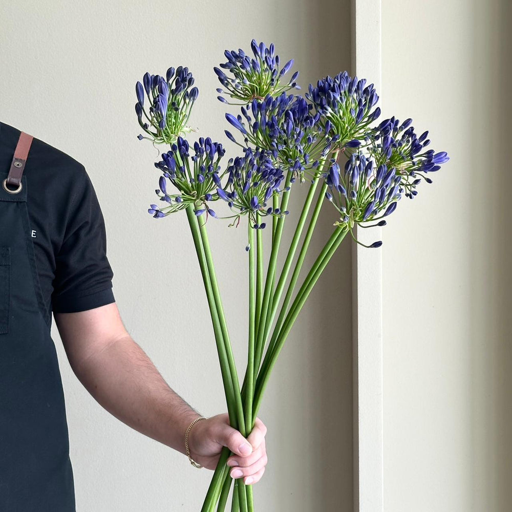 Agapanthus - Dr. Brouwer