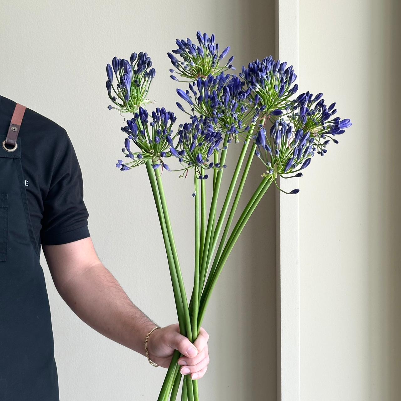 Agapanthus - Dr. Brouwer