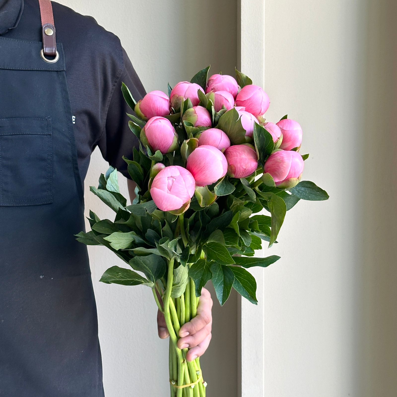 Peonies - Etched Salmon Pink (15 Stems)