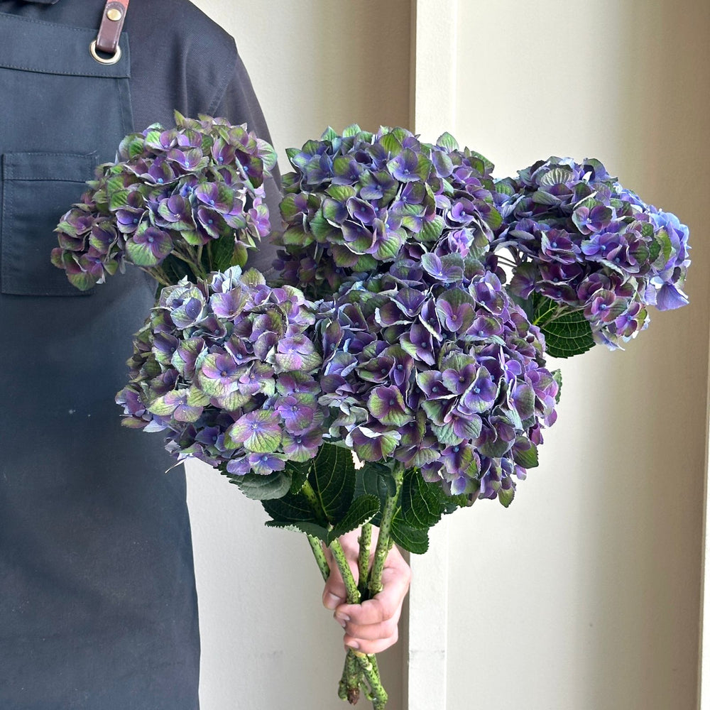 Hydrangeas - Magical Charlotte Purple