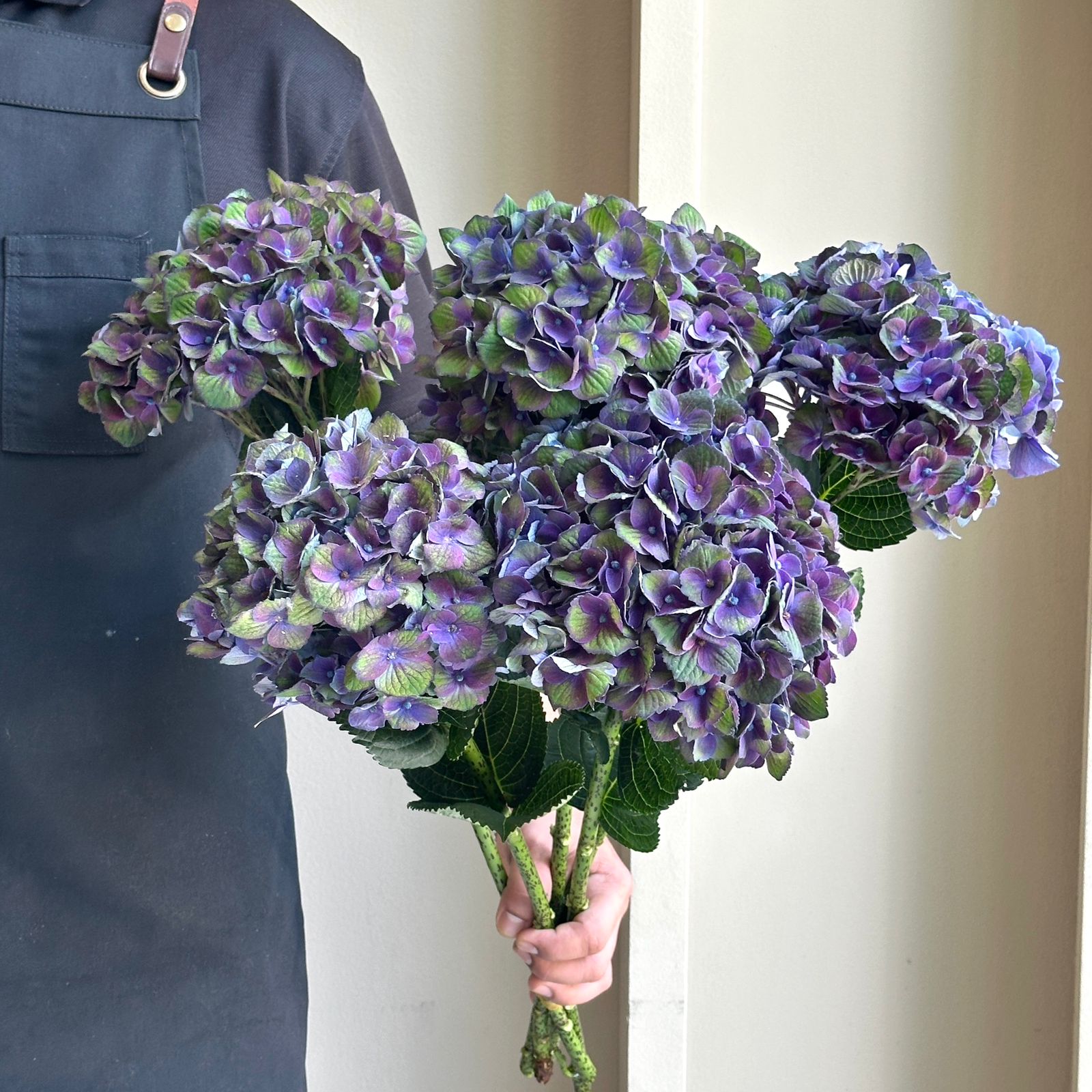 Hydrangeas - Magical Charlotte Purple