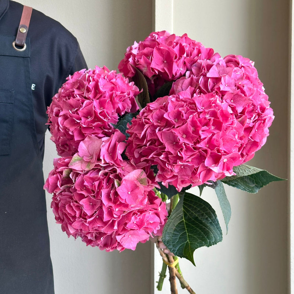 Hydrangeas - Rodeo Dark Pink
