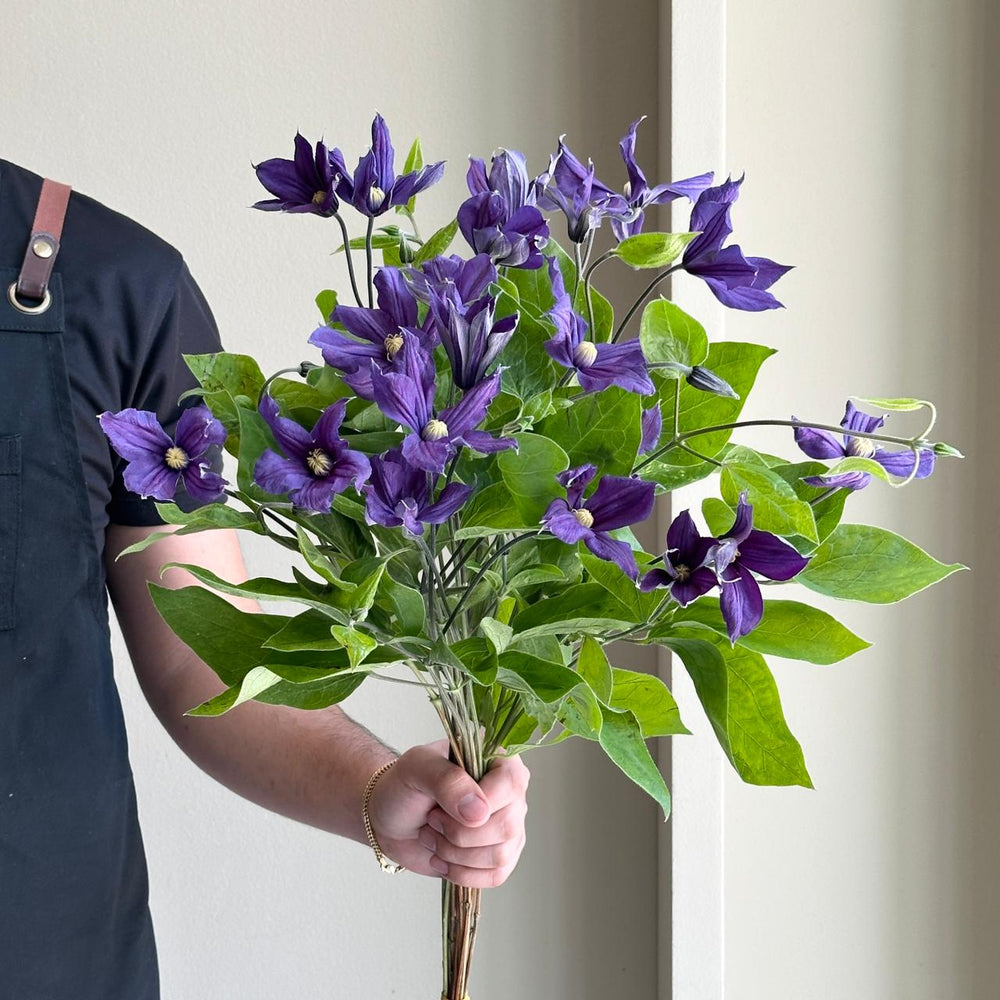 Clematis - Dark Purple