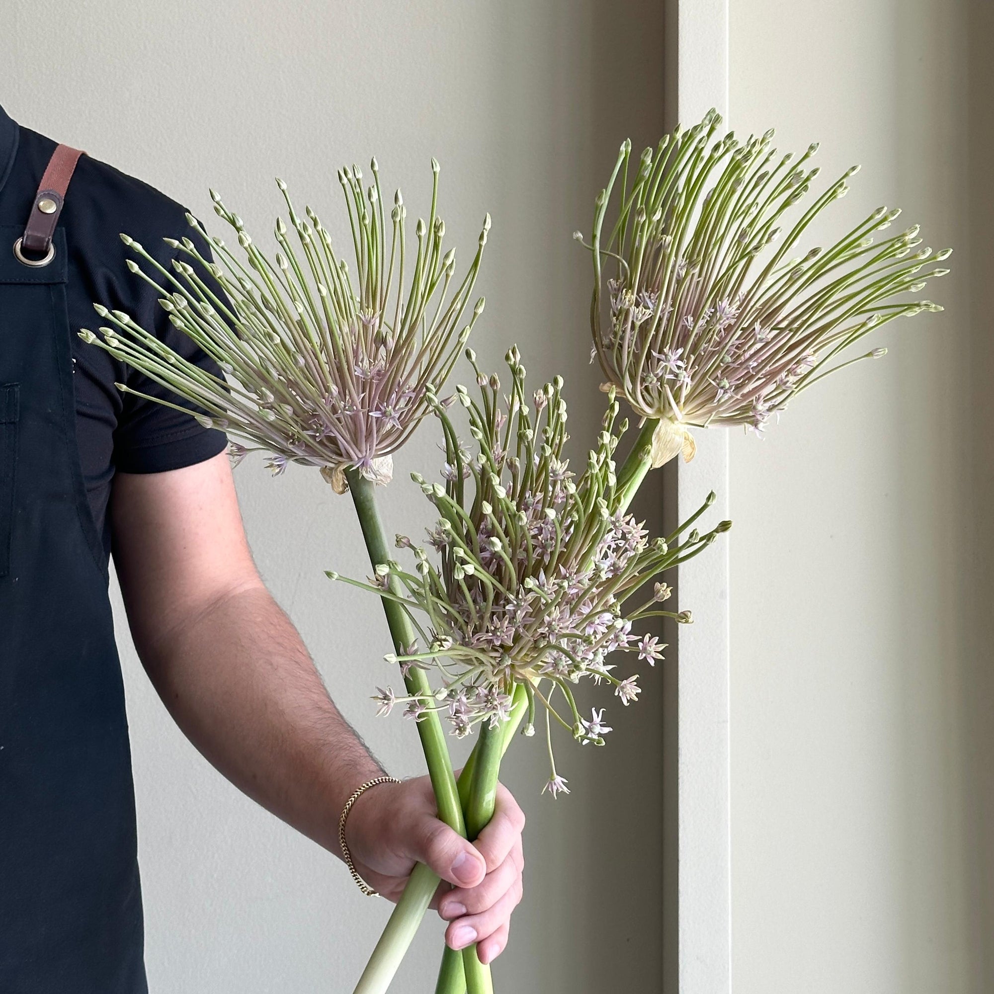 Allium Schubertii (3 Stem)