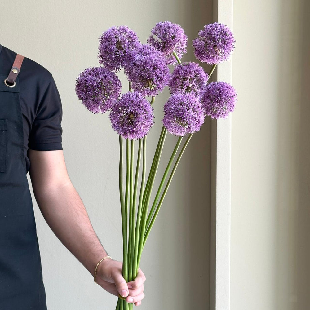 Alliums - Gladiator Purple