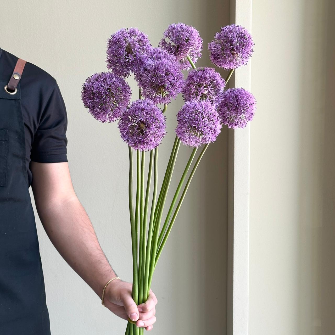 Alliums - Gladiator Purple