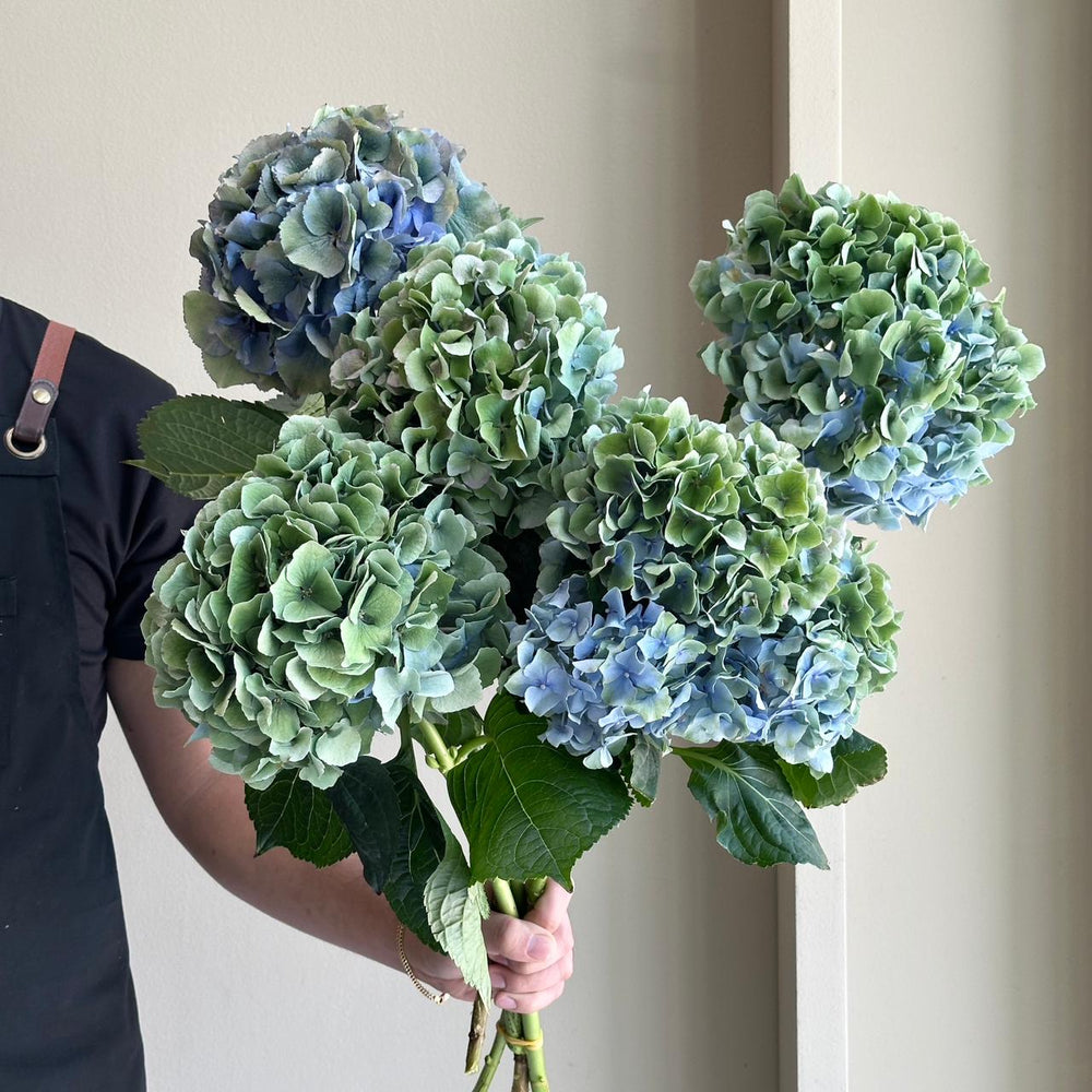 Hydrangeas - Royal Palace Green