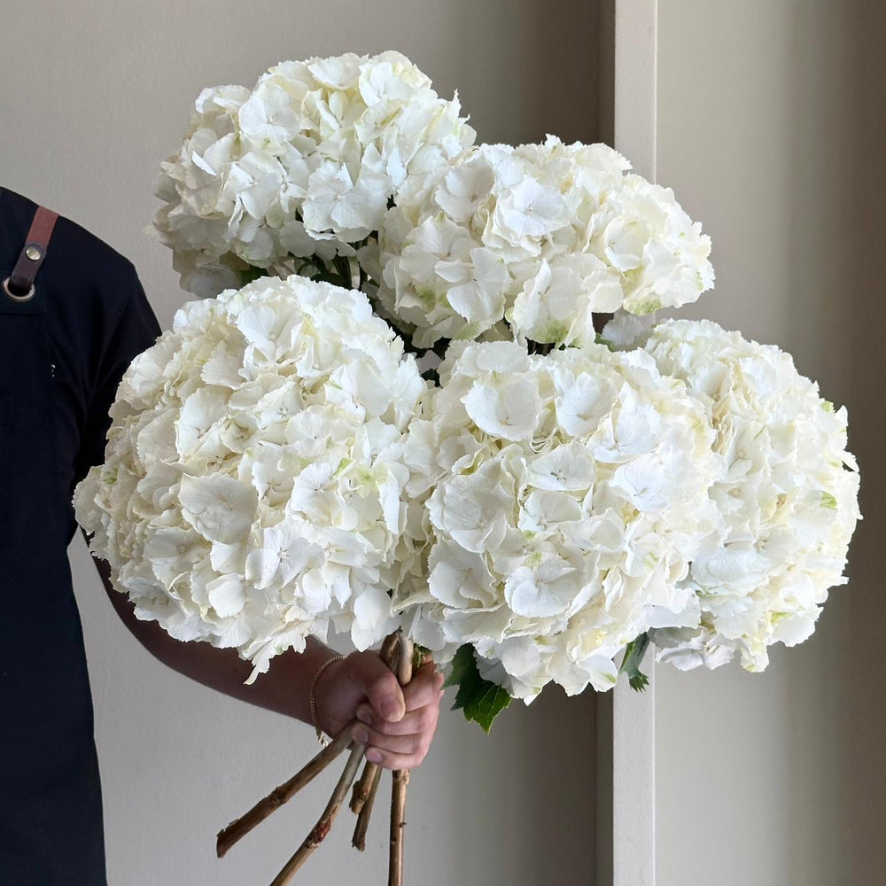 Hydrangeas - White Verena XXL