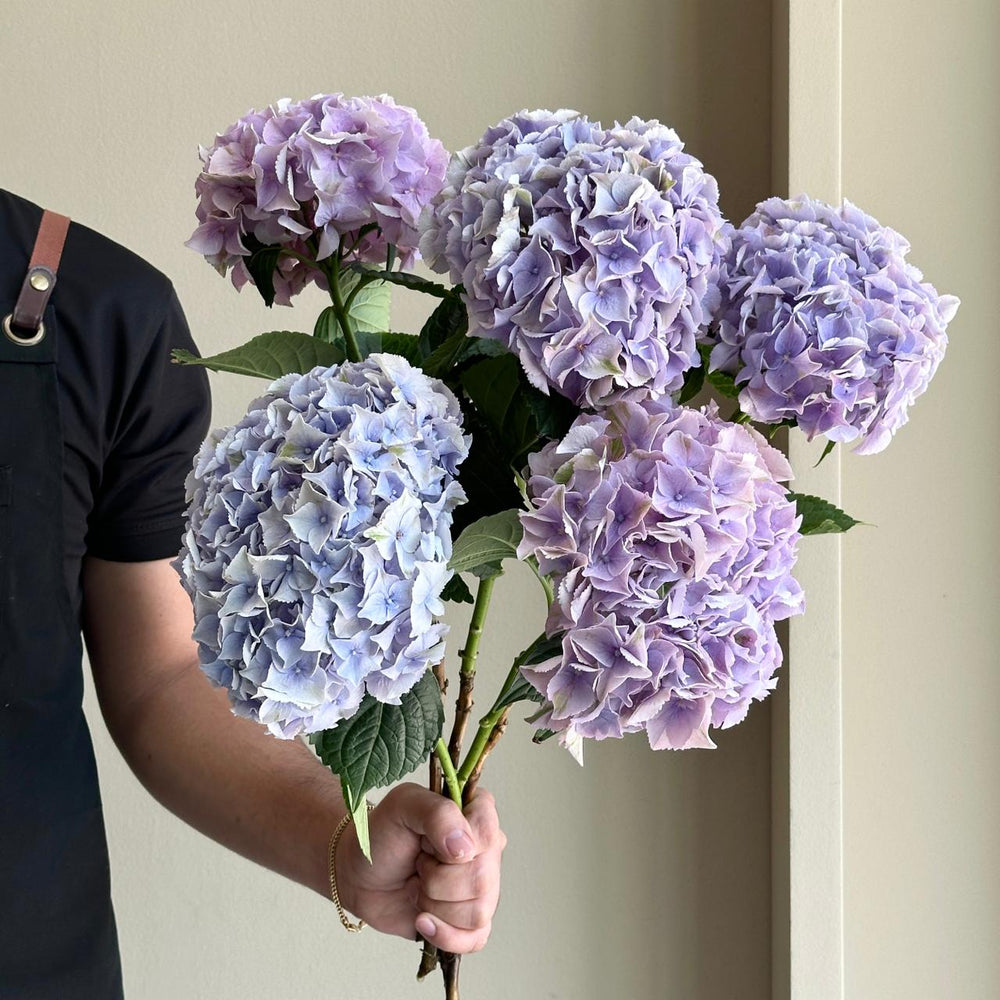 Hydrangeas - My Minerva