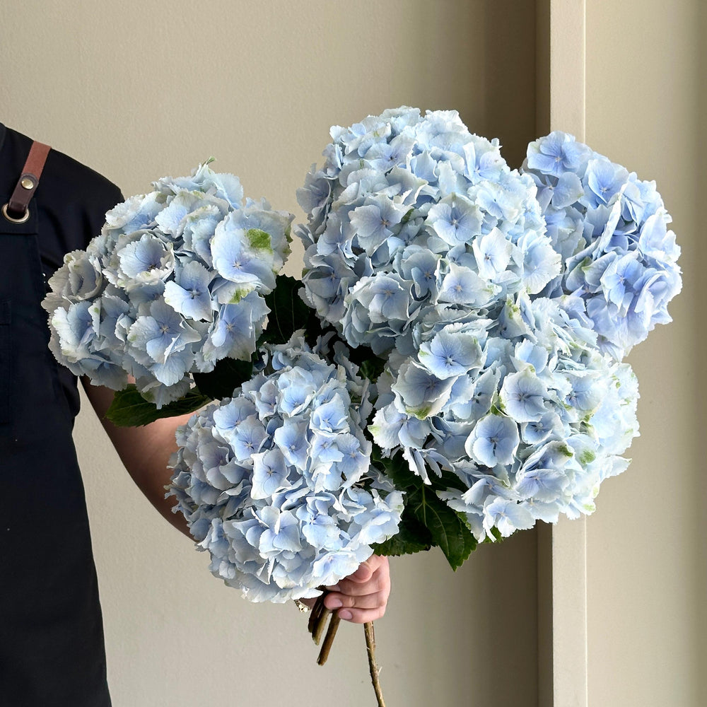Hydrangeas - Verena Blue