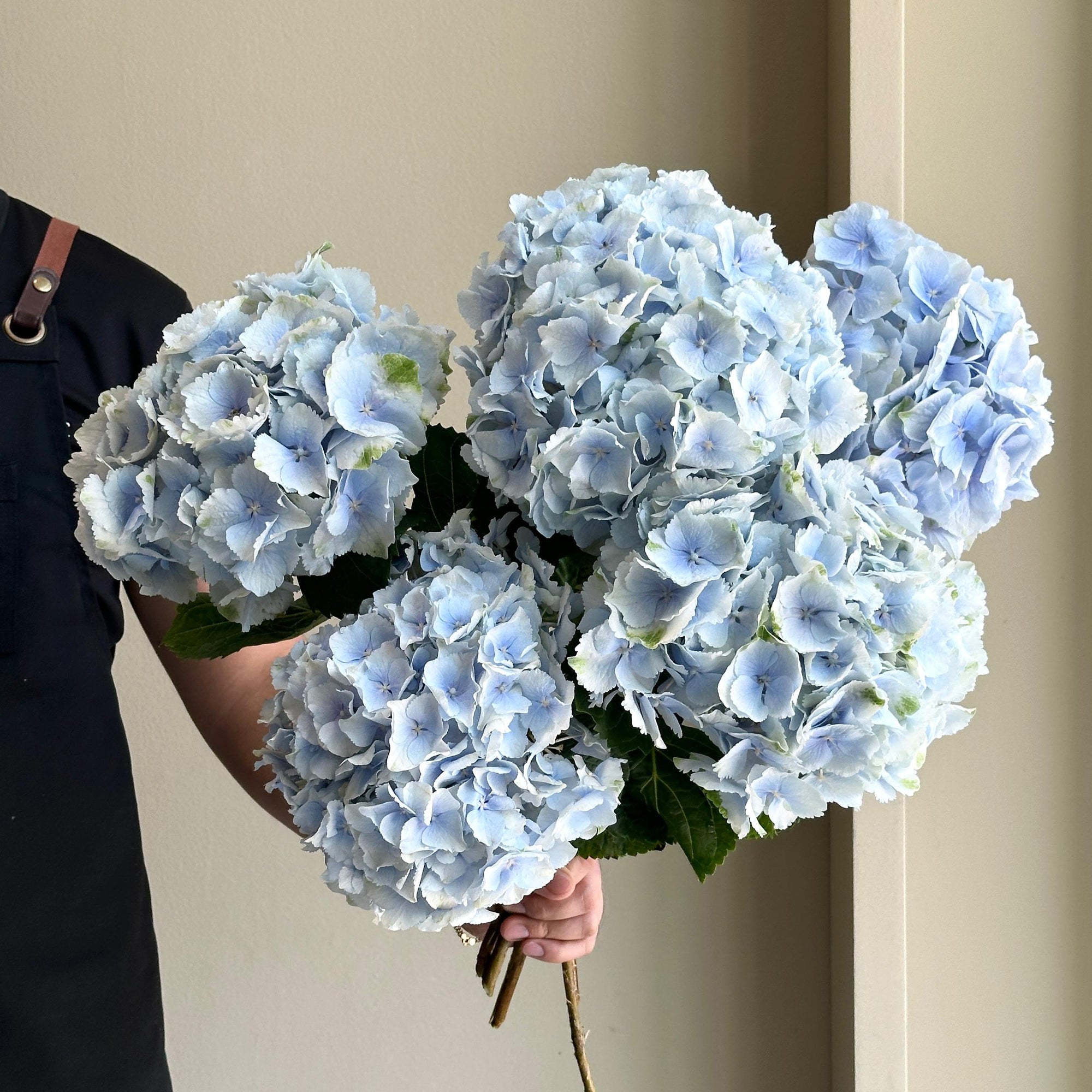 Hydrangeas - Verena Blue