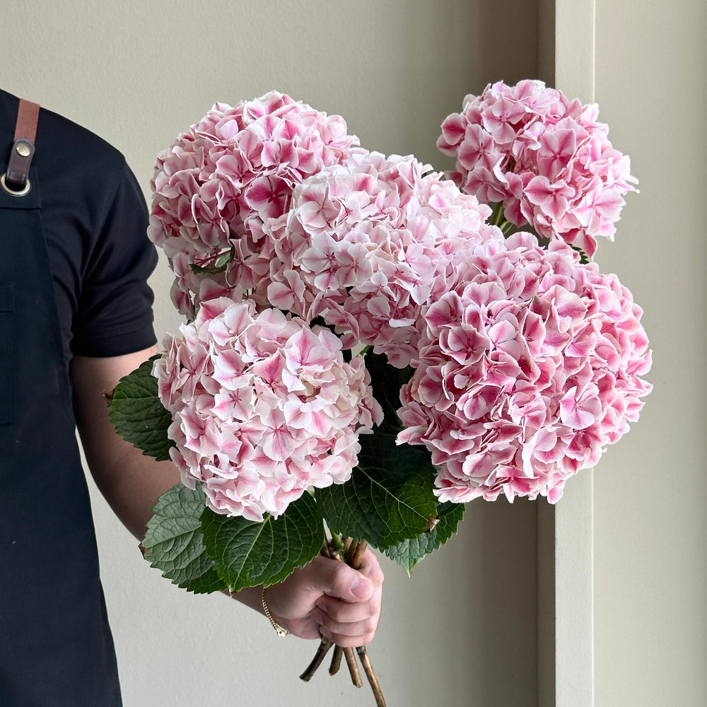Hydrangea - Magical Sunsation Pink
