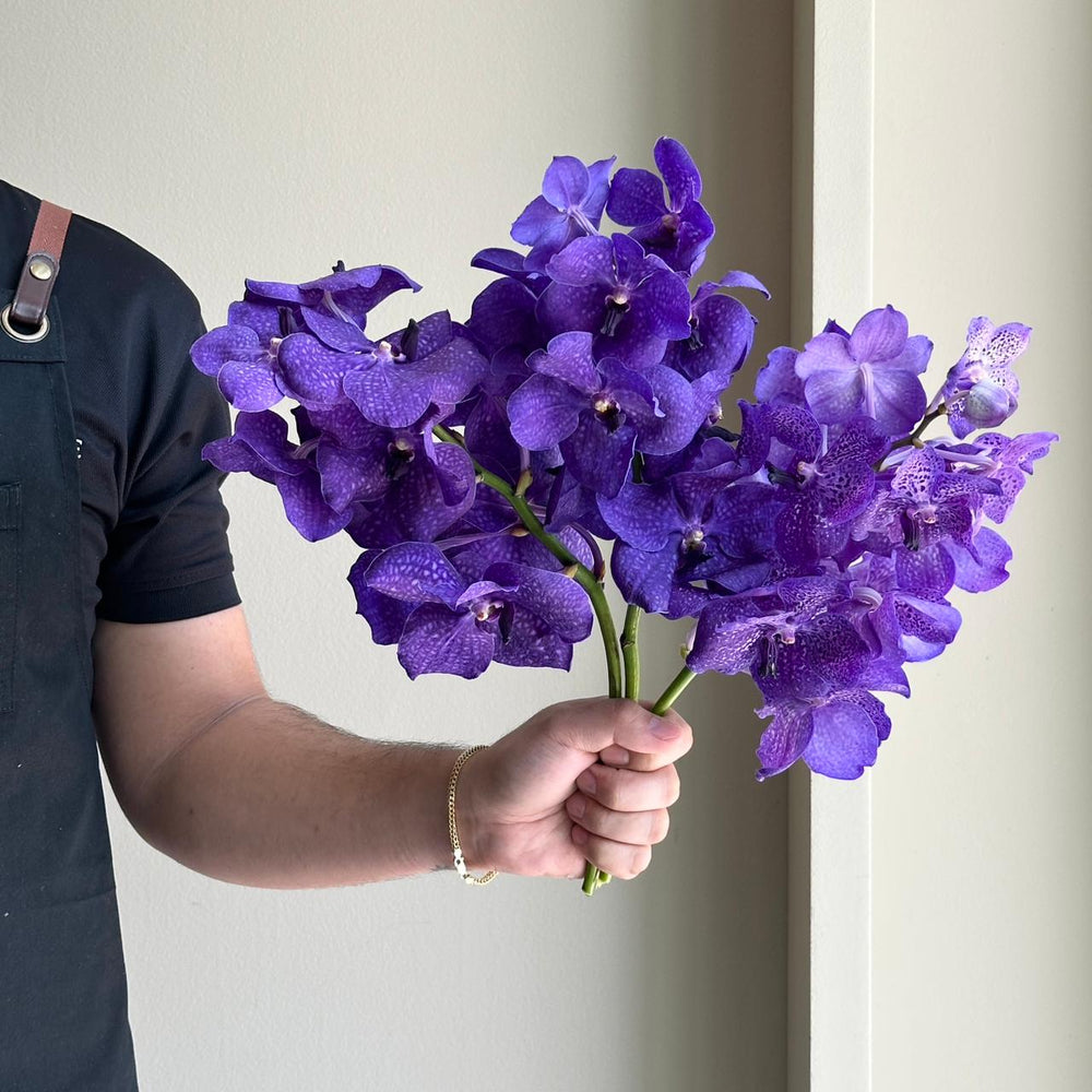 Vanda Orchids - Royal Amethyst Mix