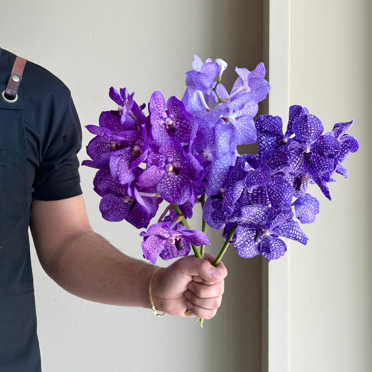 Vanda Orchids - Violet Mirage Mix