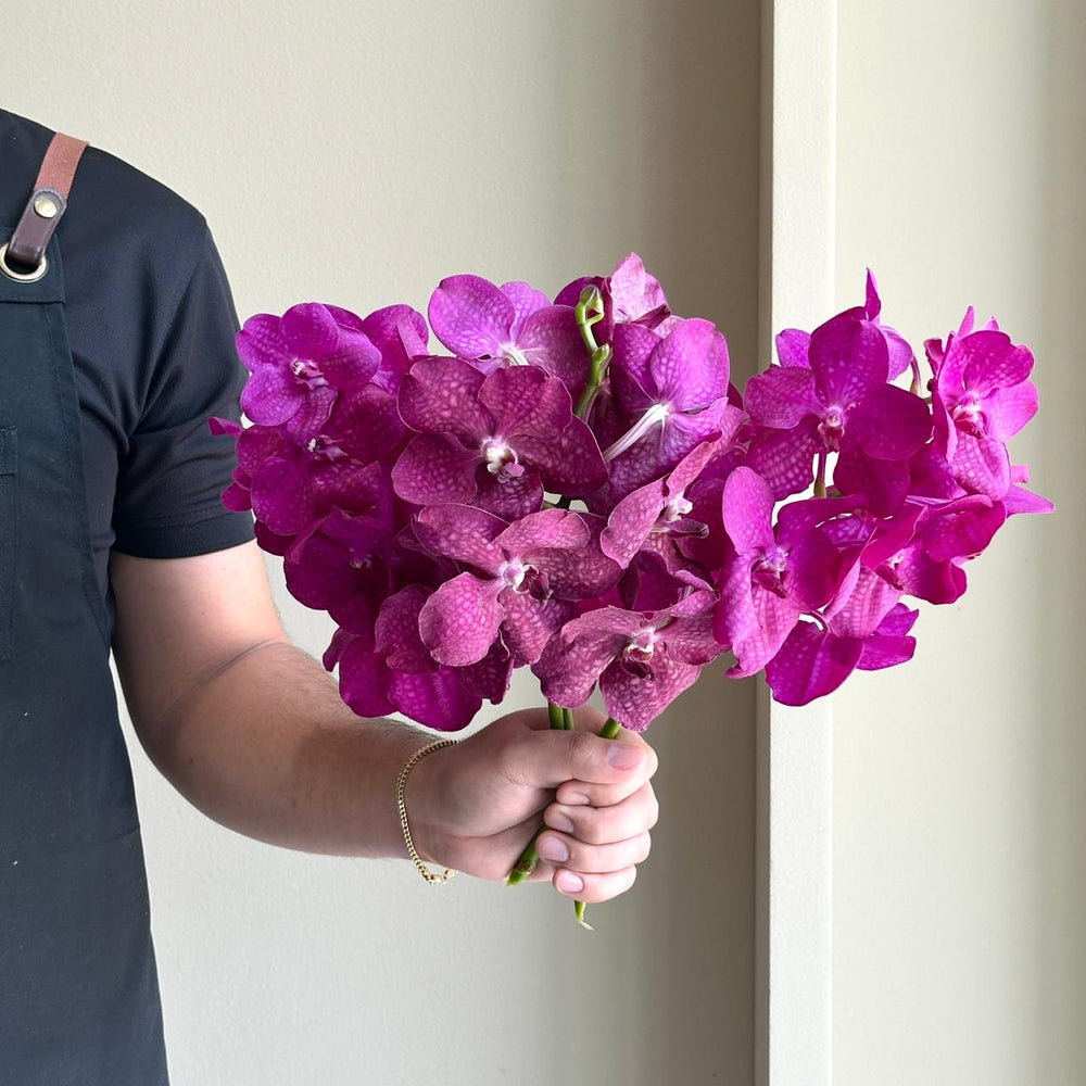 Vanda Orchids - Royal Bliss Mix