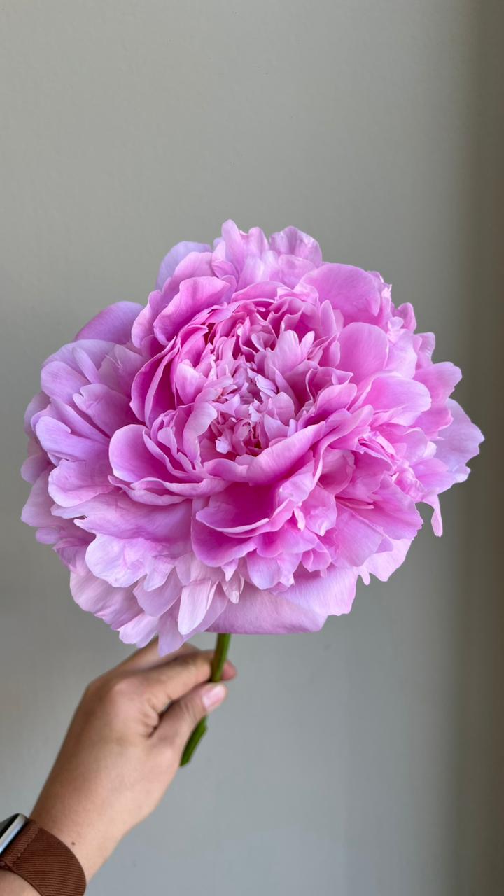 Peonies - Dinner Plate Pink