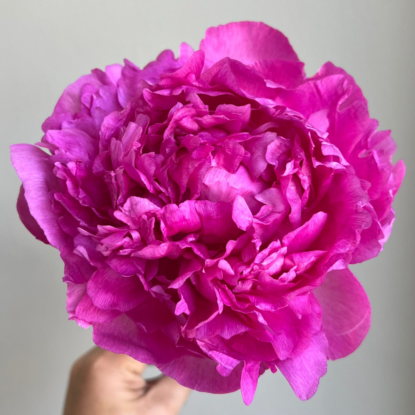 Peonies - Glory Hallelujah Rose