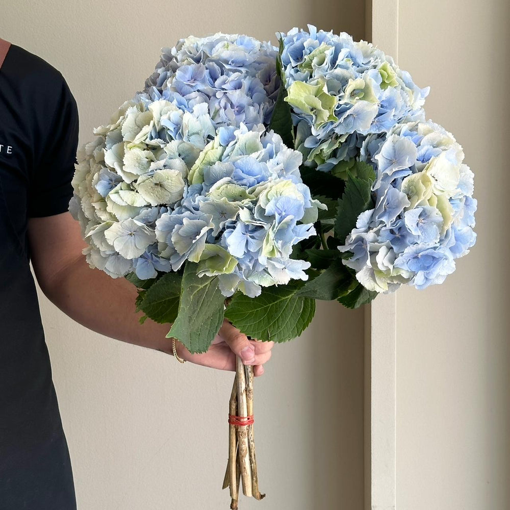 Hydrangeas - Verena Blue Classic