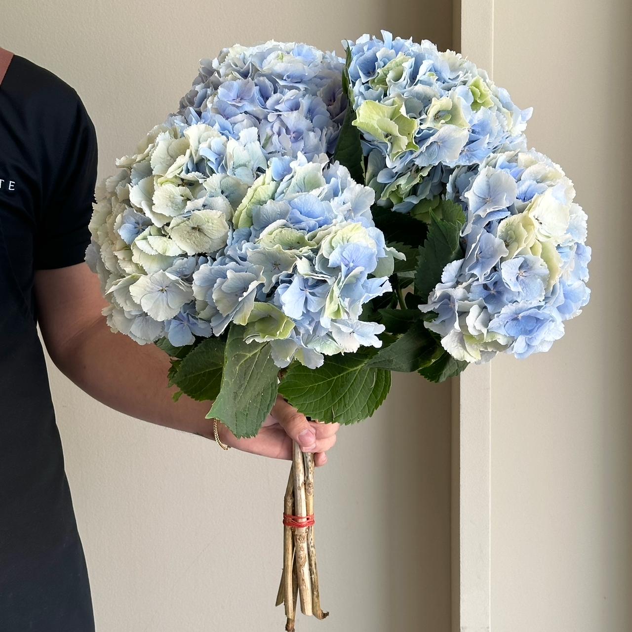 Hydrangeas - Verena Blue Classic