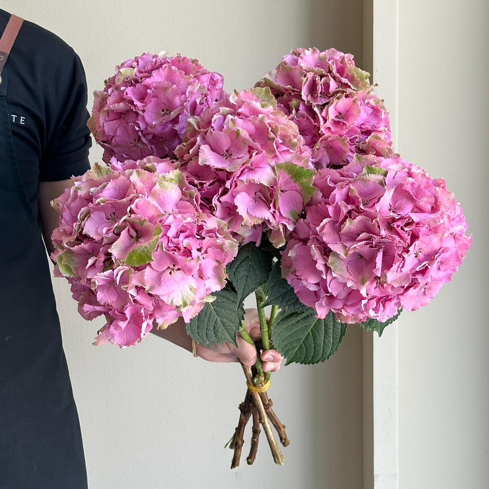 Hydrangeas - Royal Palace Pink