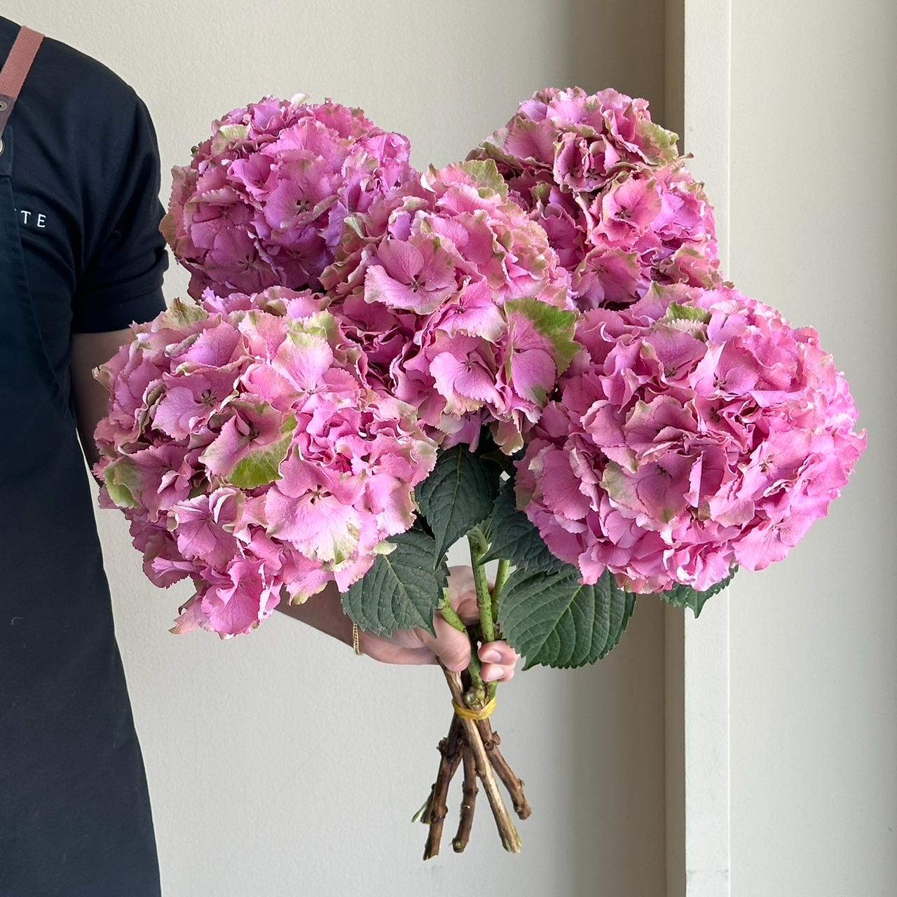 Hydrangeas - Royal Palace Pink