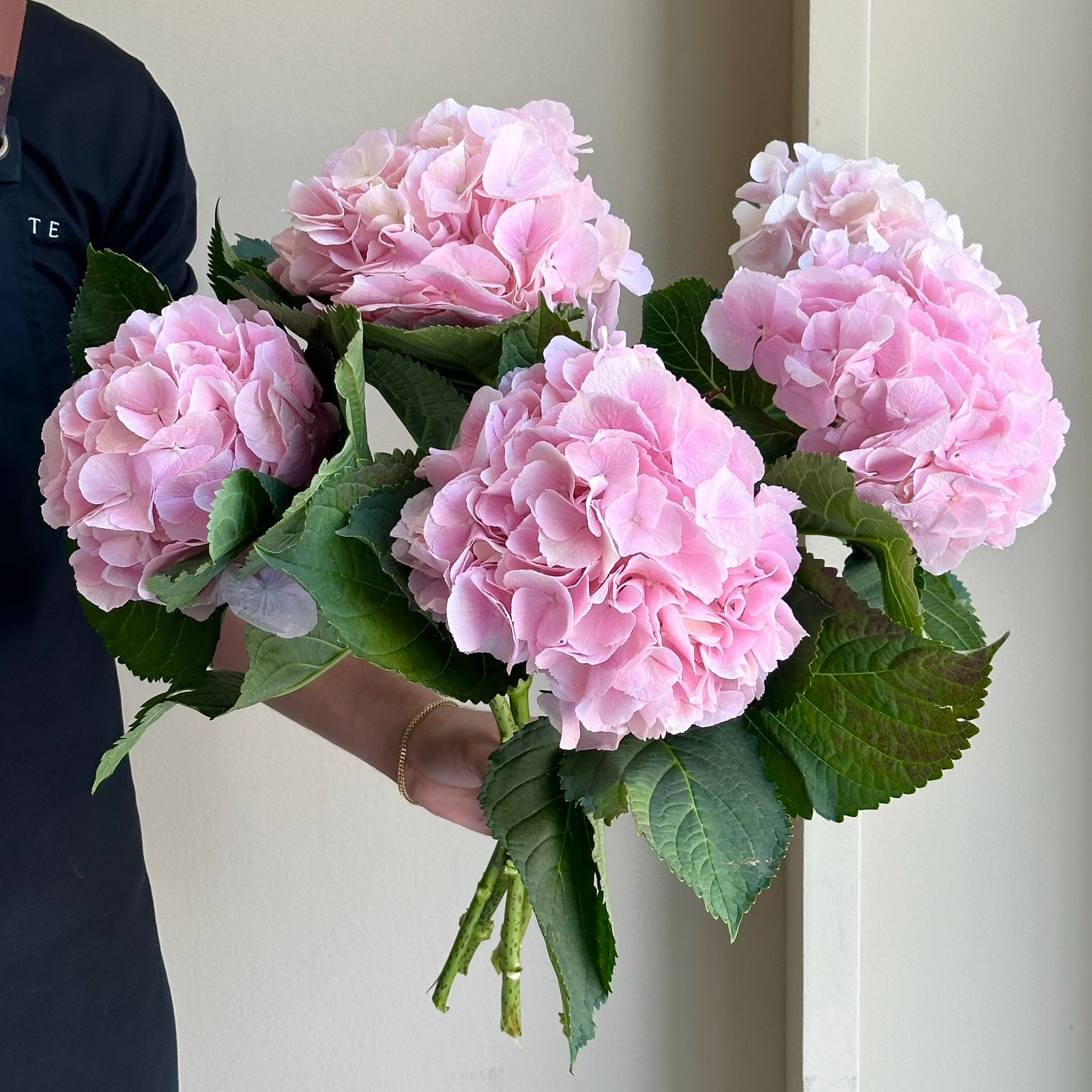Hydrangeas - Verena Pink