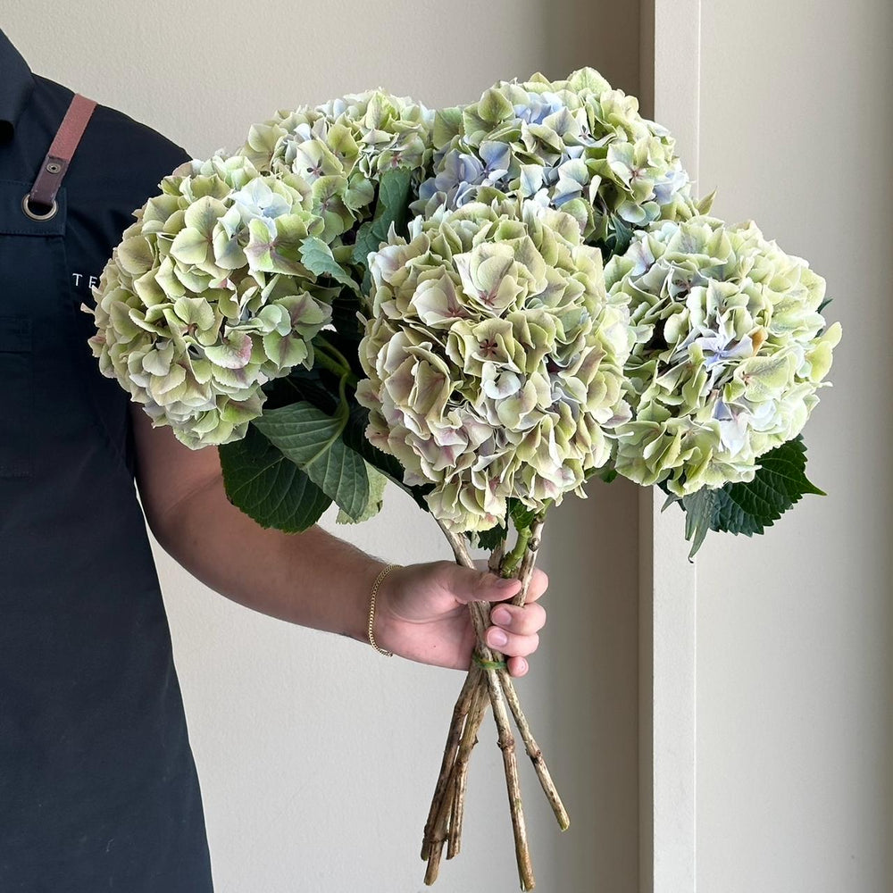 Hydrangeas - Ov Classic