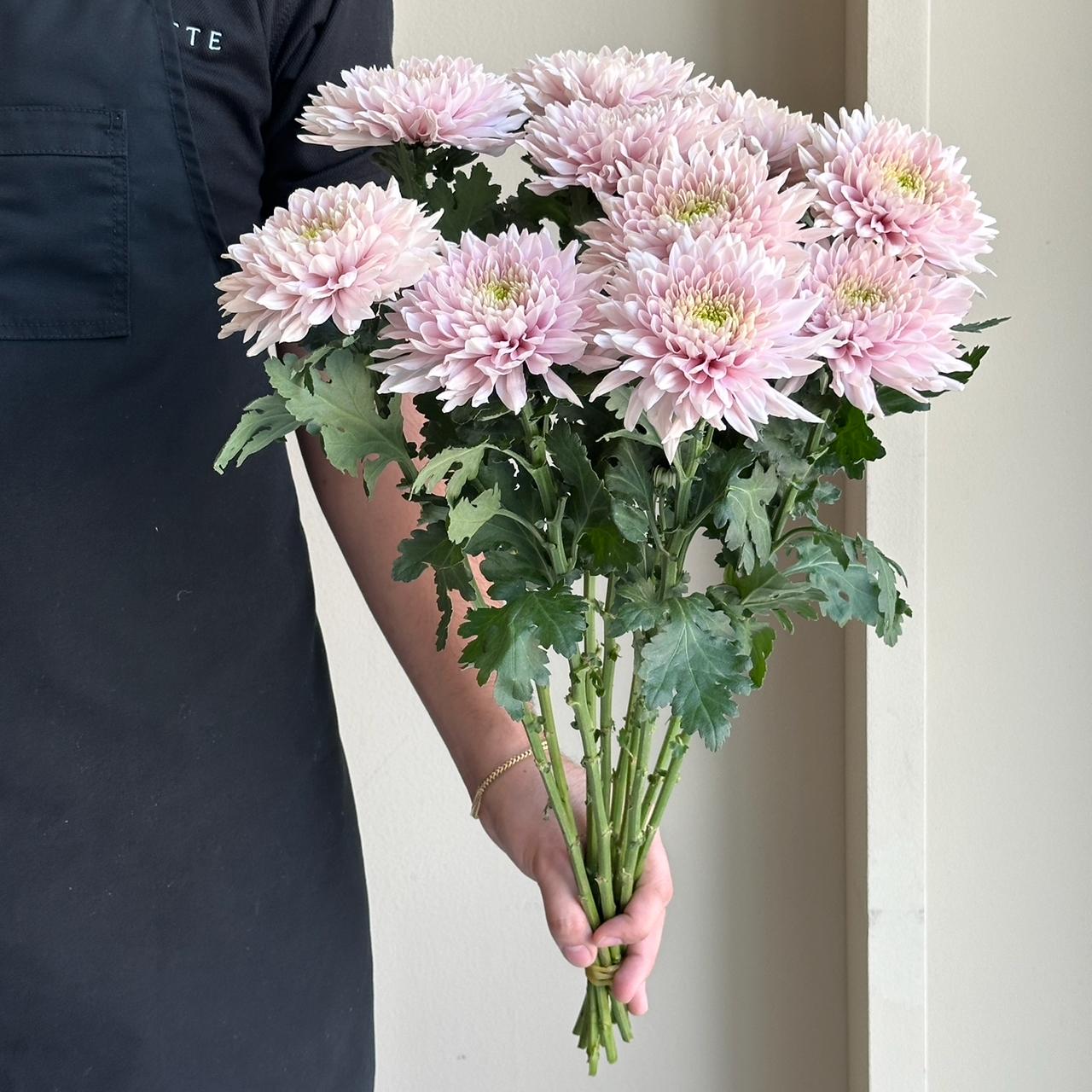 Chrysanthemums - Cremon Romancero Pink